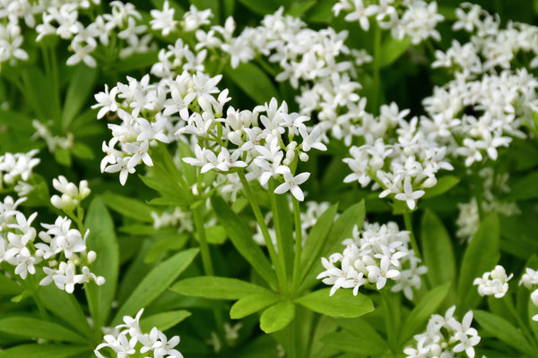 Blühende Waldmeister pflanzen mit schönen kleinen weißen Blüten und dunkelgrünen Blättern