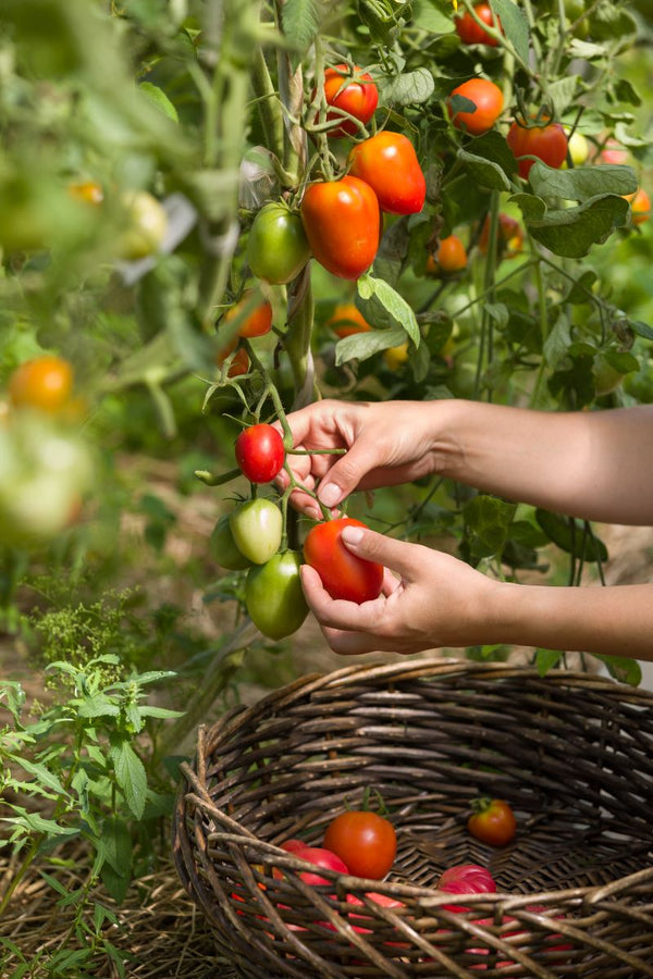 Reife und rote Früchte von Tomaten pflanzen werden von einer Frau geerntet und in einen Flechtkorb aus Holz gelegt