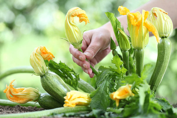 Zucchini pflanzen wachsen aus der Erde und tragen gelbe Blüten und kleine Früchte