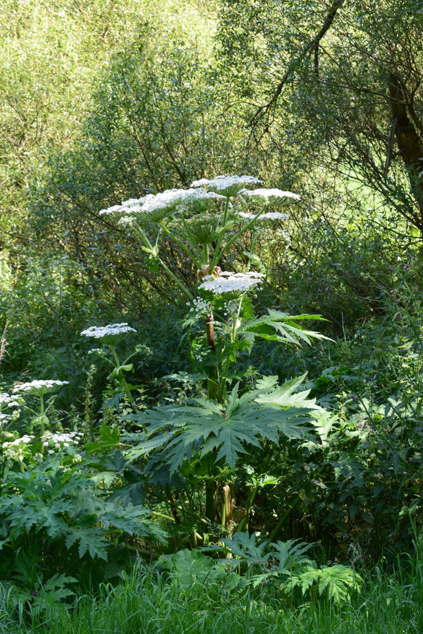 Eine Pflanze der Gattung Neophyten mit grünen Blättern und weißen Blattkelchen