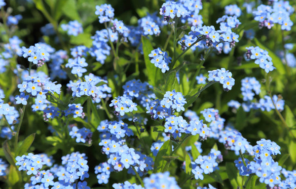 Blühende Vergissmeinnicht pflanzen tragen zierliche Blüten in Babyblau
