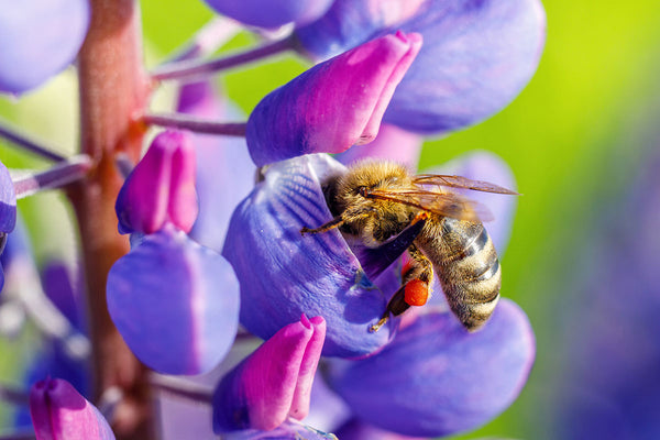 Honigbiene trinkt Nektar aus einer Blüte von gepflanzter Bienenweide