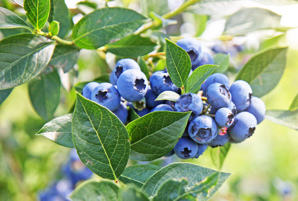 Reife Früchte von Heidelbeeren pflanzen in einem prächtigen blau umgeben von saftig grünen Blättern