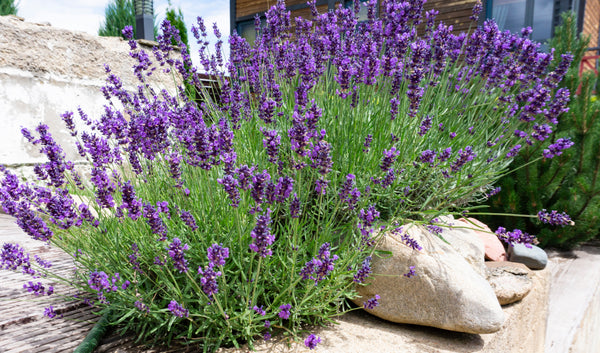 Wunderschöne Lavendel pflanzen wachsen in einem Steinbeet, die Blüten sind super winzig und tief-lila