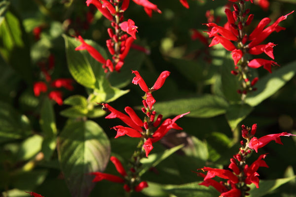 Eine von vielen Ananassalbei pflanzen mit wunderschönen, kleinen roten Blüten