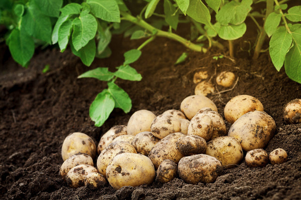 Mehrere Kartoffeln von pflanzen liegen behaftet von Erde vor einer Kartoffelpflanze