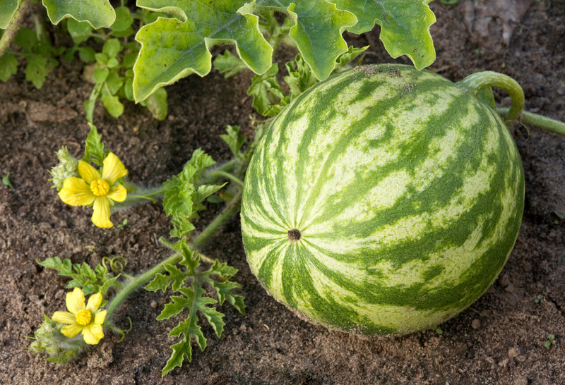 Eine von vielen Wassermelonen pflanzen trägt zwei gelbe Blüten und eine riesiege Frucht