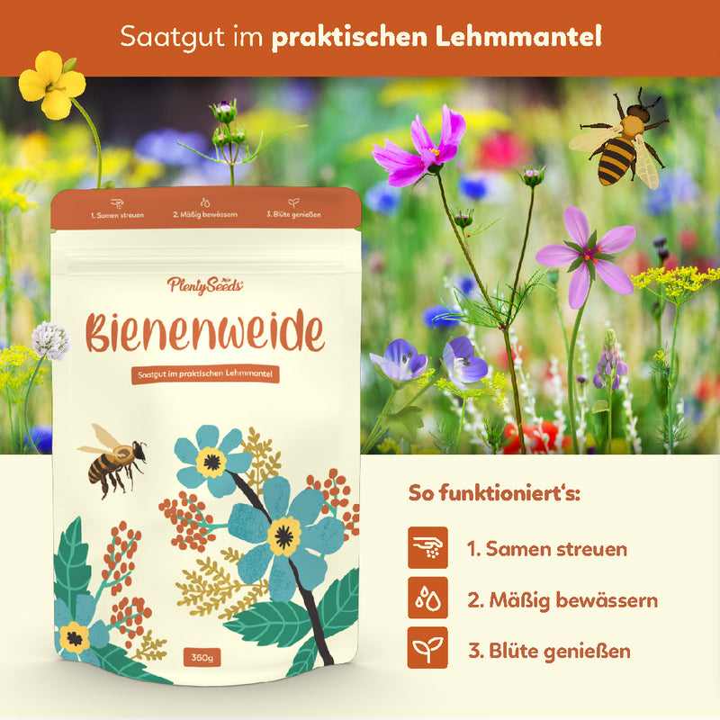 Bienenweide Samen | mehrjährige Blumensamen | PlentySeeds
