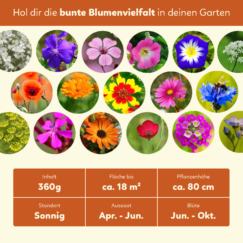 Bienenweide Samen | mehrjährige Blumensamen | PlentySeeds